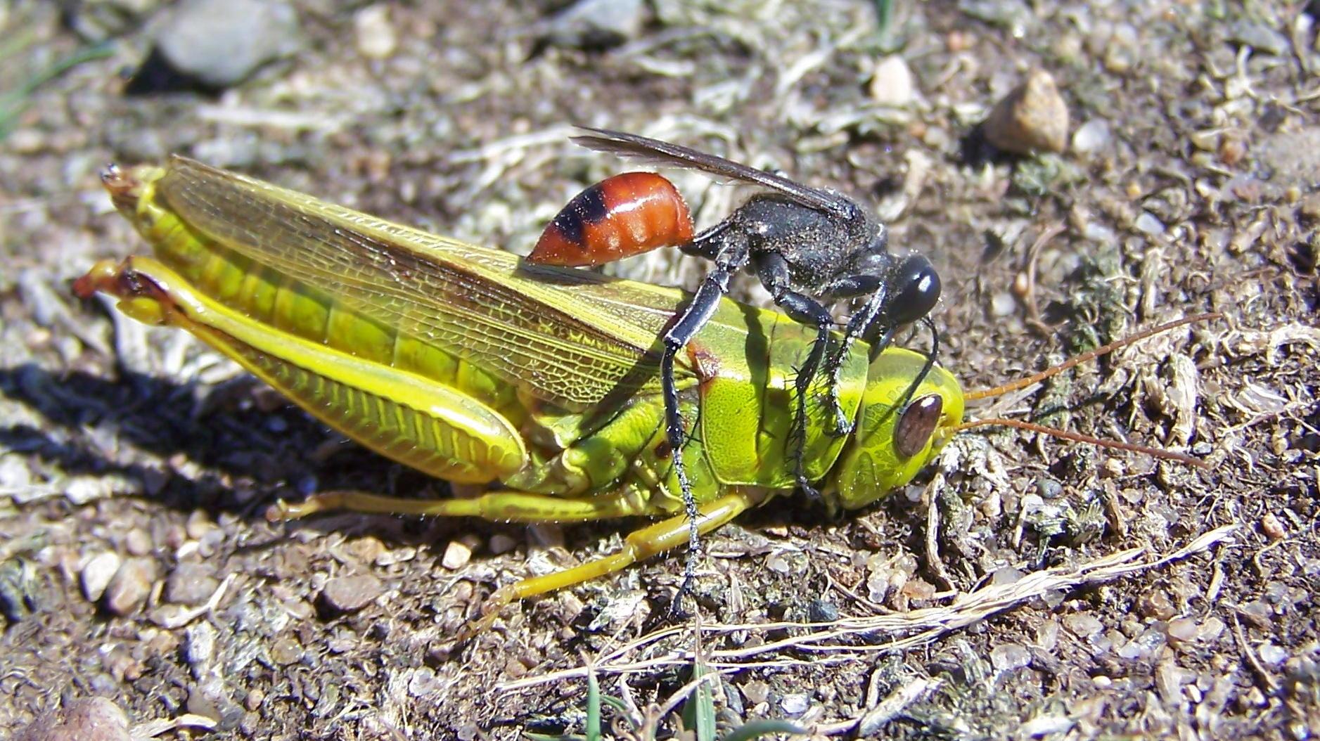 black thread-waist wasp with orange abdomen sticks mouthparts into large green grasshopper