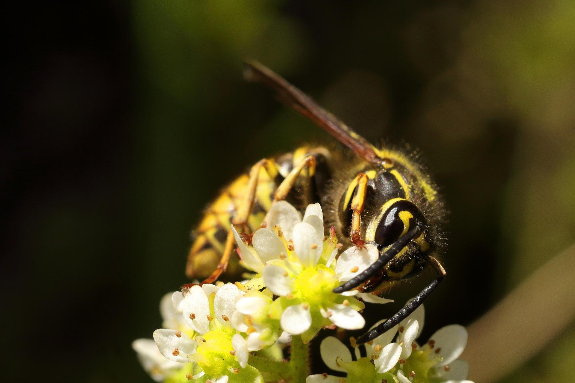 A yelloow and black wasp on a compound yellow and white flower