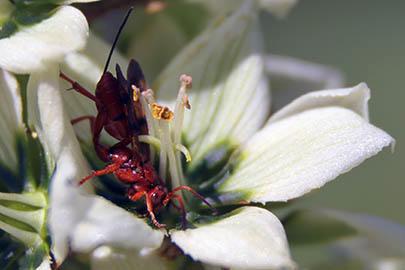 orange-black wasp burrows into center of white star-shaped flower