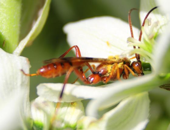 Close-up of range wasp in white flower