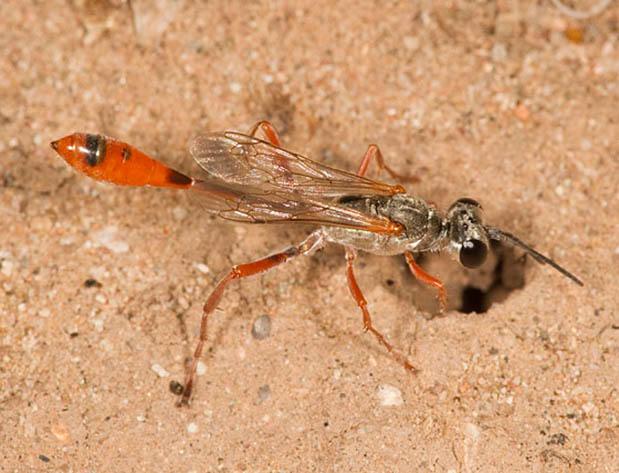 long thin orange wasp peering into hole on dirt surface