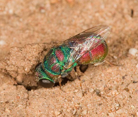 sparkly green and orange thick-bodied wasp at entrance to a nest in dirt surface
