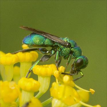 bright green metallic wasp with long gray wings on compound yellow flower