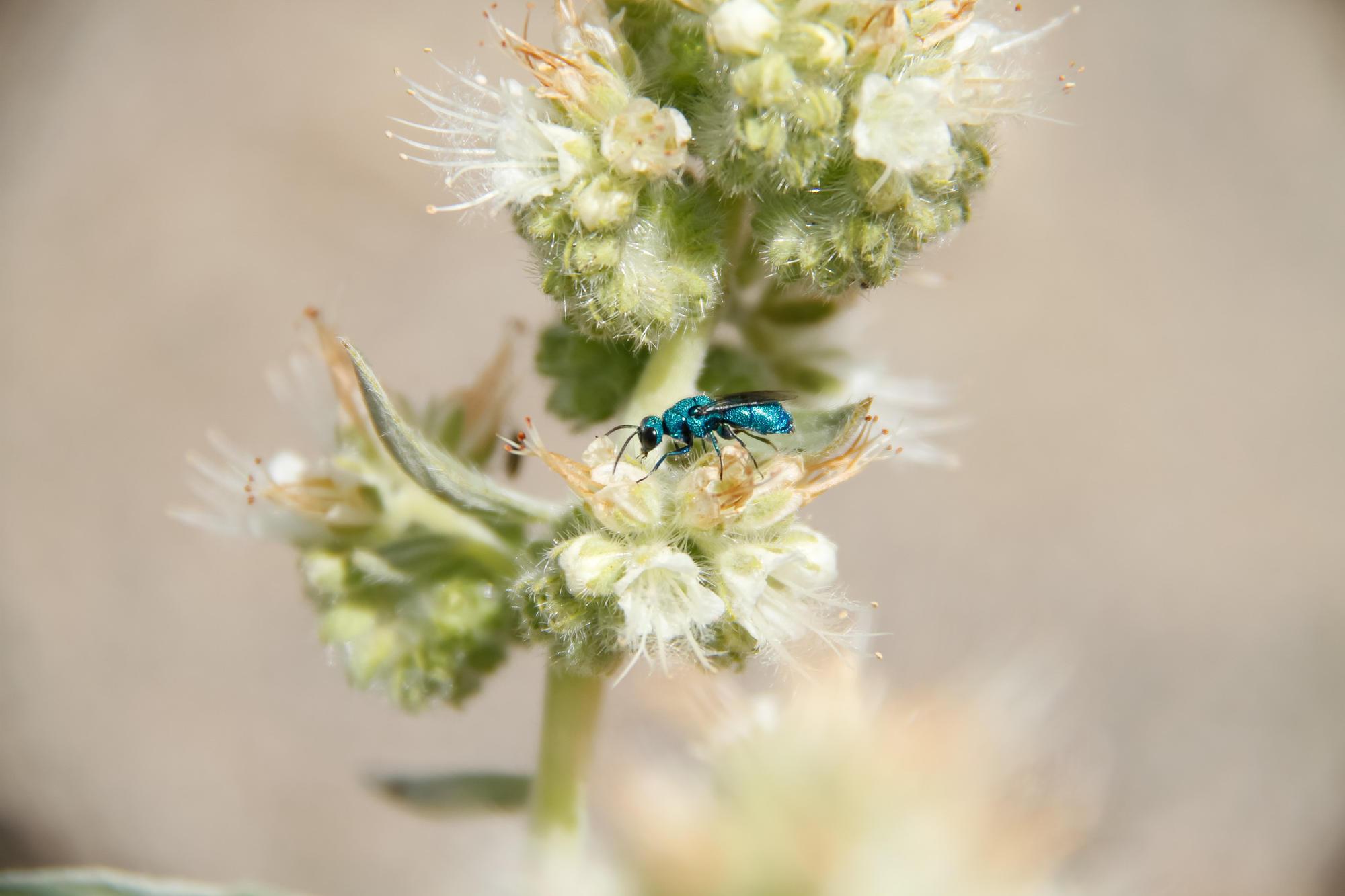 tiny iridescent blue-green wasp on white blossoms