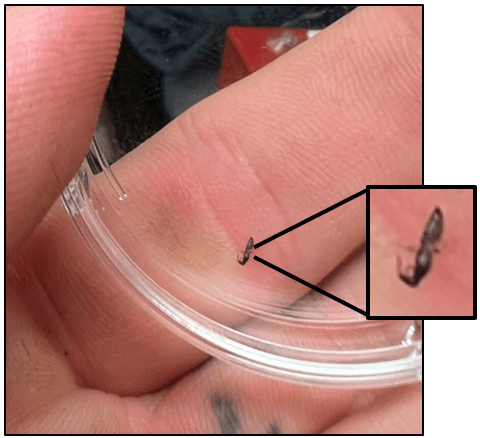 hand holding teeny tiny insect in petri dish. Pullout of enlarged view of insect (still small)