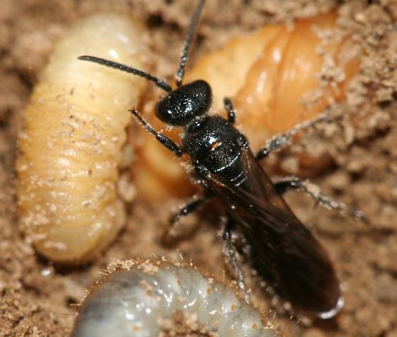 black wasp surrounded by large white larvae