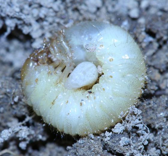 white larvae curled around round white beetle larva