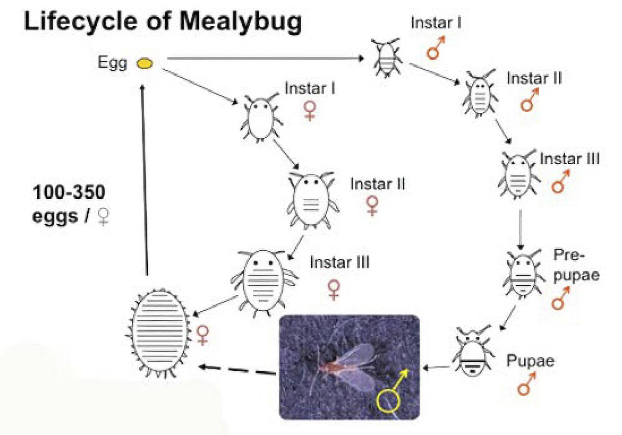 The lifecycle of the mealybug.