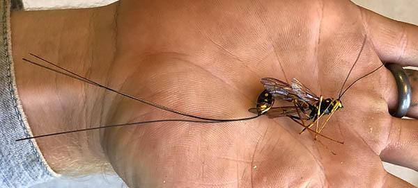 palm and wrist of hand disply wasp with long thread-like appendages at its rear and long antennae