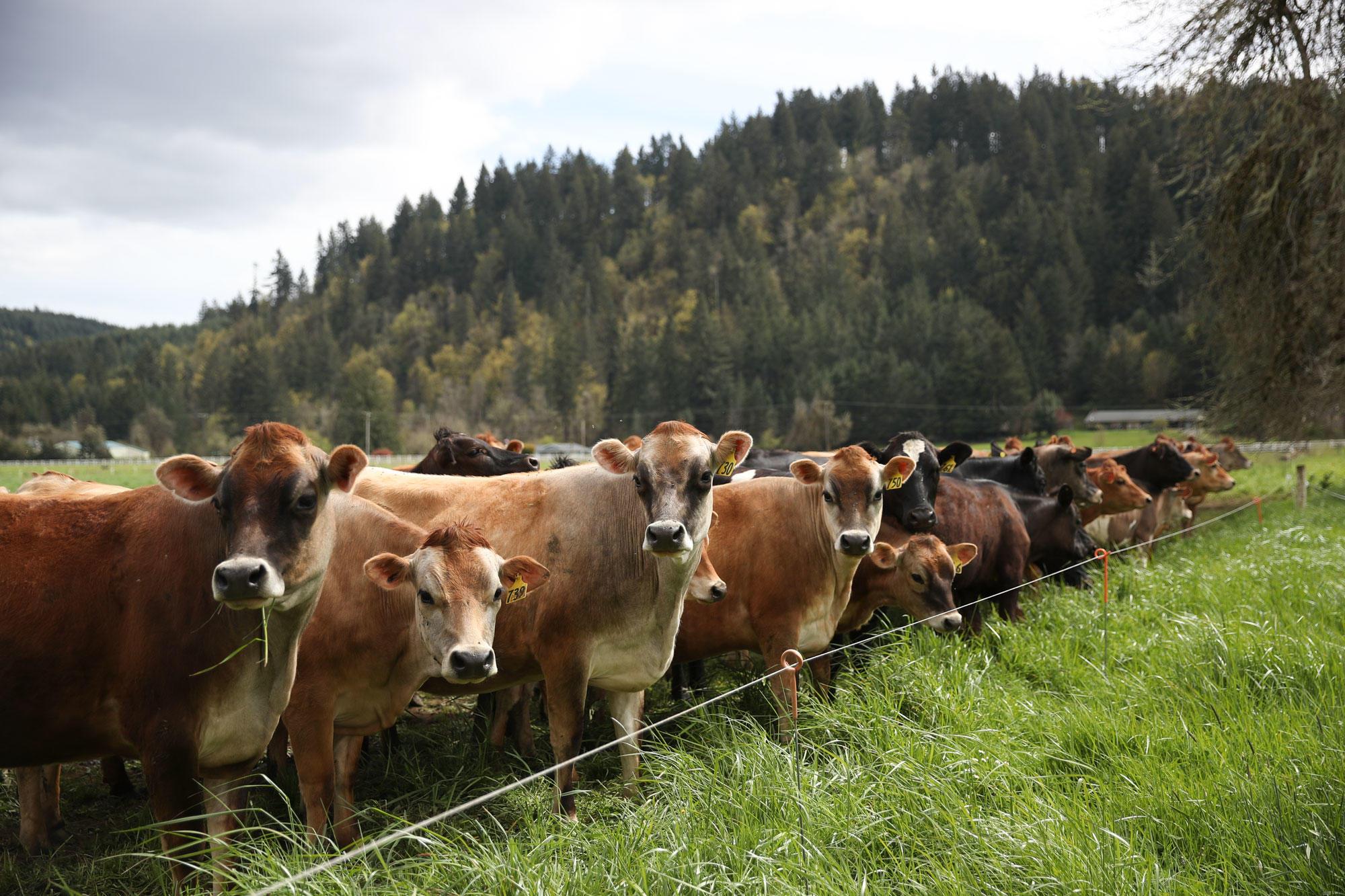 Cows on a dairy farm in Western Oregon.