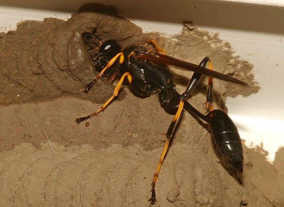 long black wasp with thin waist and yellow legs smearing mud in rows