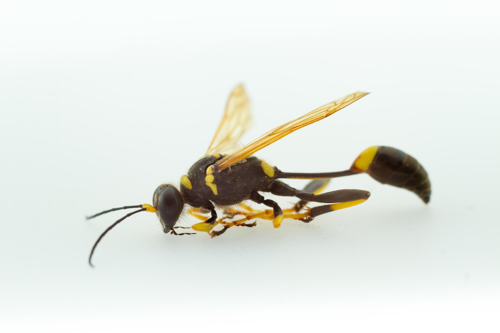 black wasp with long thin waist, yellow wings and legs