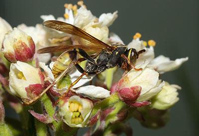 black wasp with long translucent wings on white compound flower