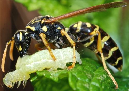 a black wasp with yellow stripes hovers over white larvae on a leaf