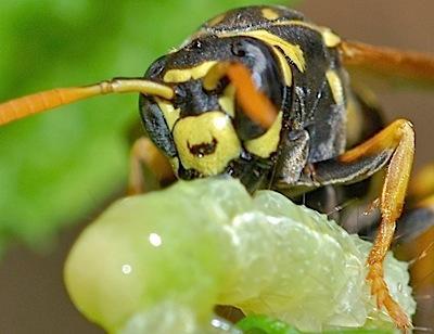 black and yellow striped wasp chewing on white caterpillar
