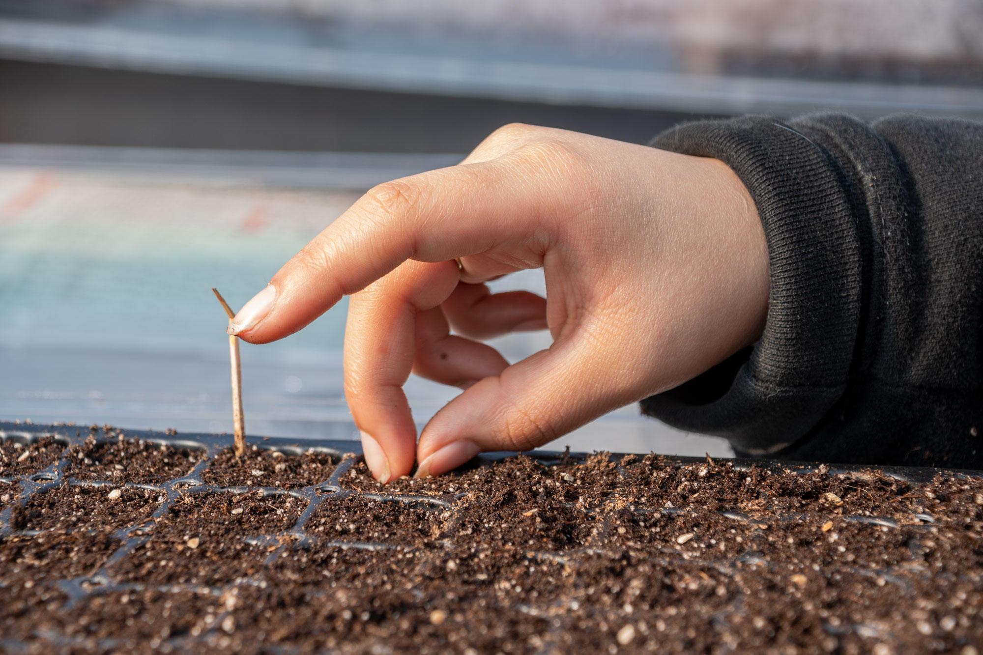Planting a tomato seed in a greenhouse.