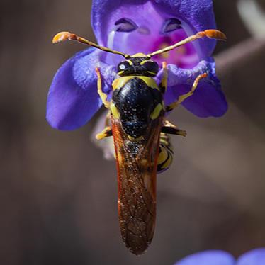top view of wasp on a purple tubular flower