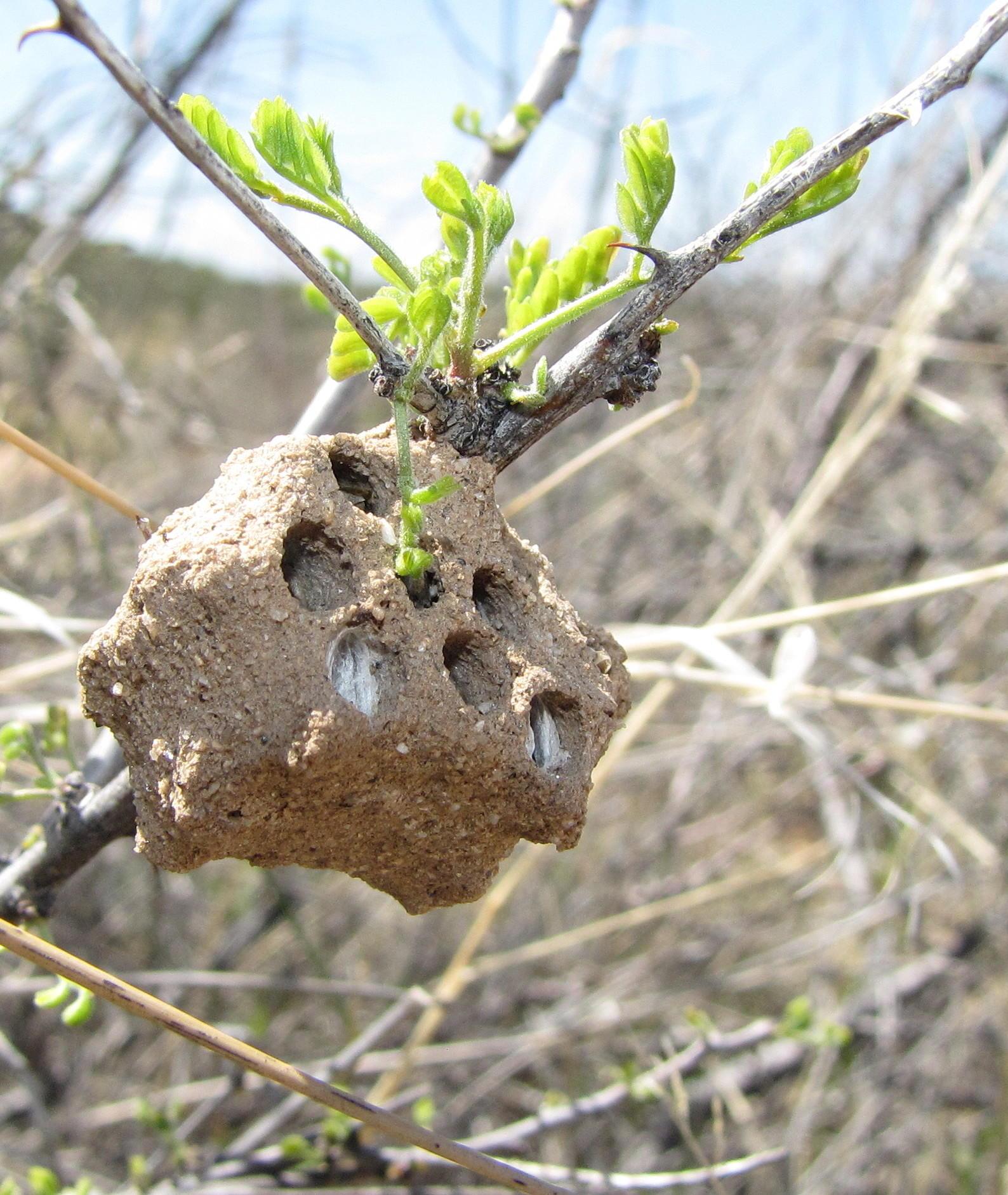 rough brown nest on branch of bush or tree, with 7 holes