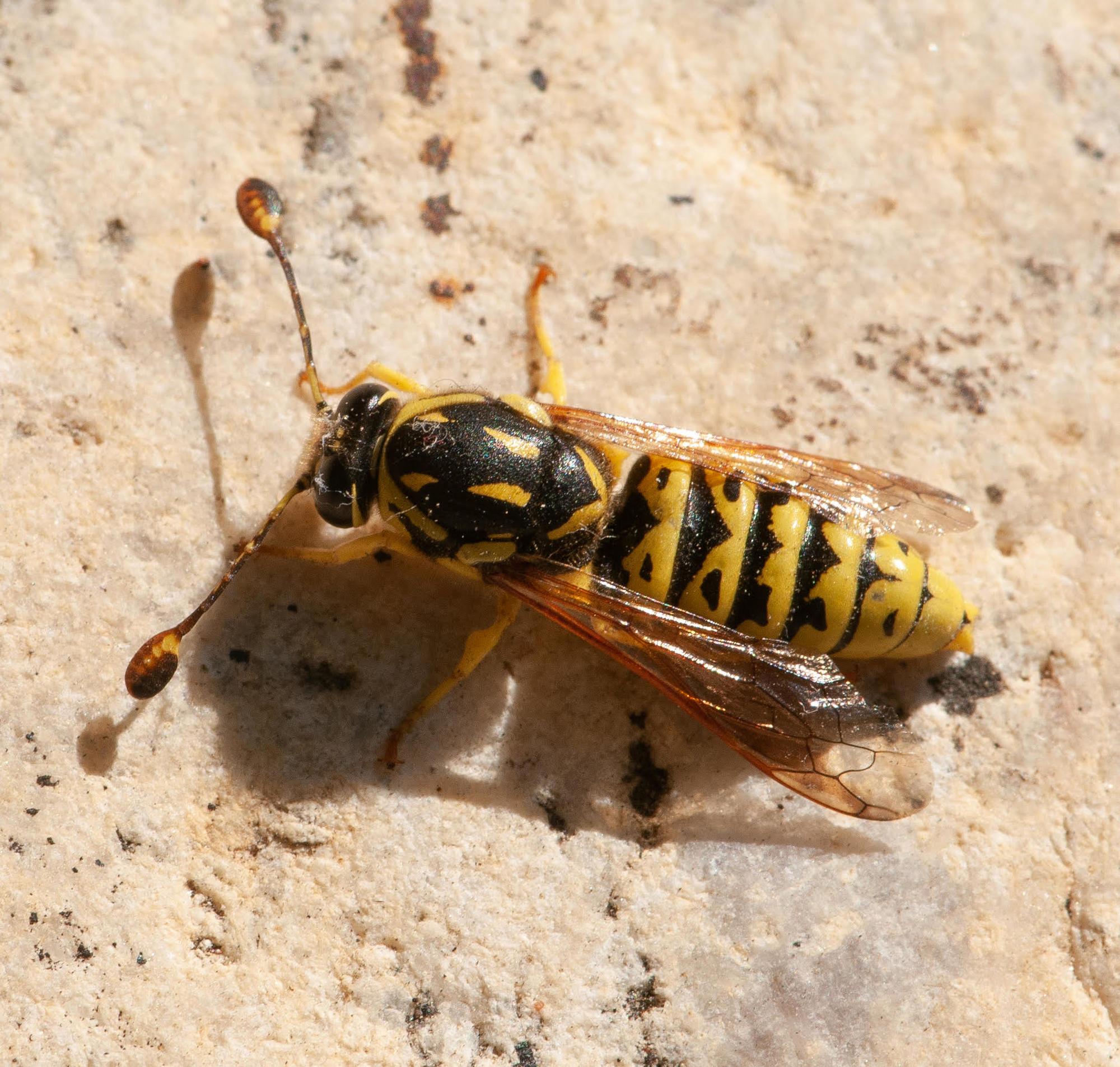 yellow wasp with black stripes; antennae end in round tips