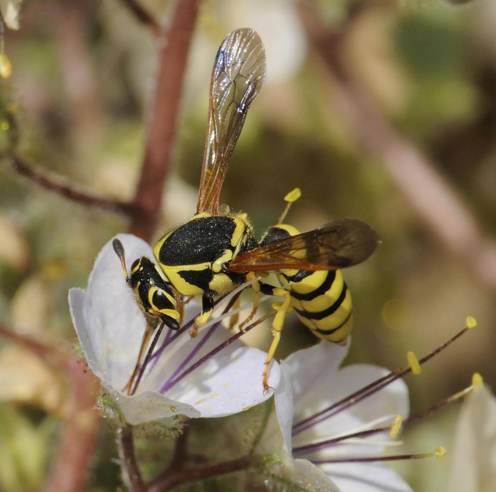 a yellow and black wasp sips from a white flower