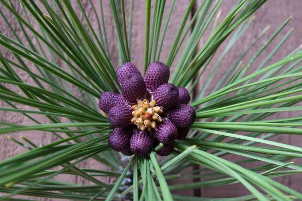 ponderosa pine pollen cone