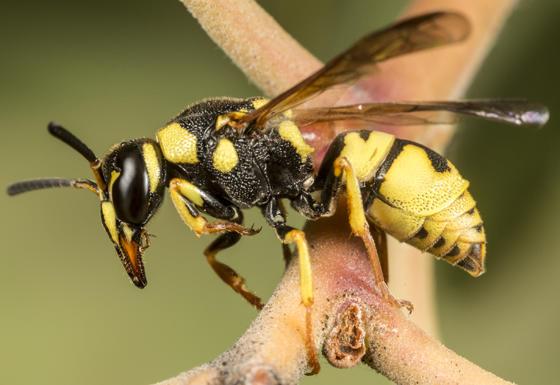 yellow and black wasp with long wings and large mouthparts