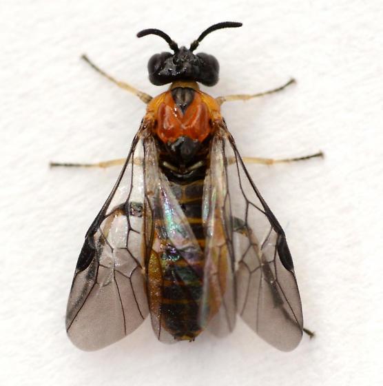 black wasp with large lacey wings, large eyes and orange thorax