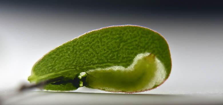 Green larvae on rounded green leaf
