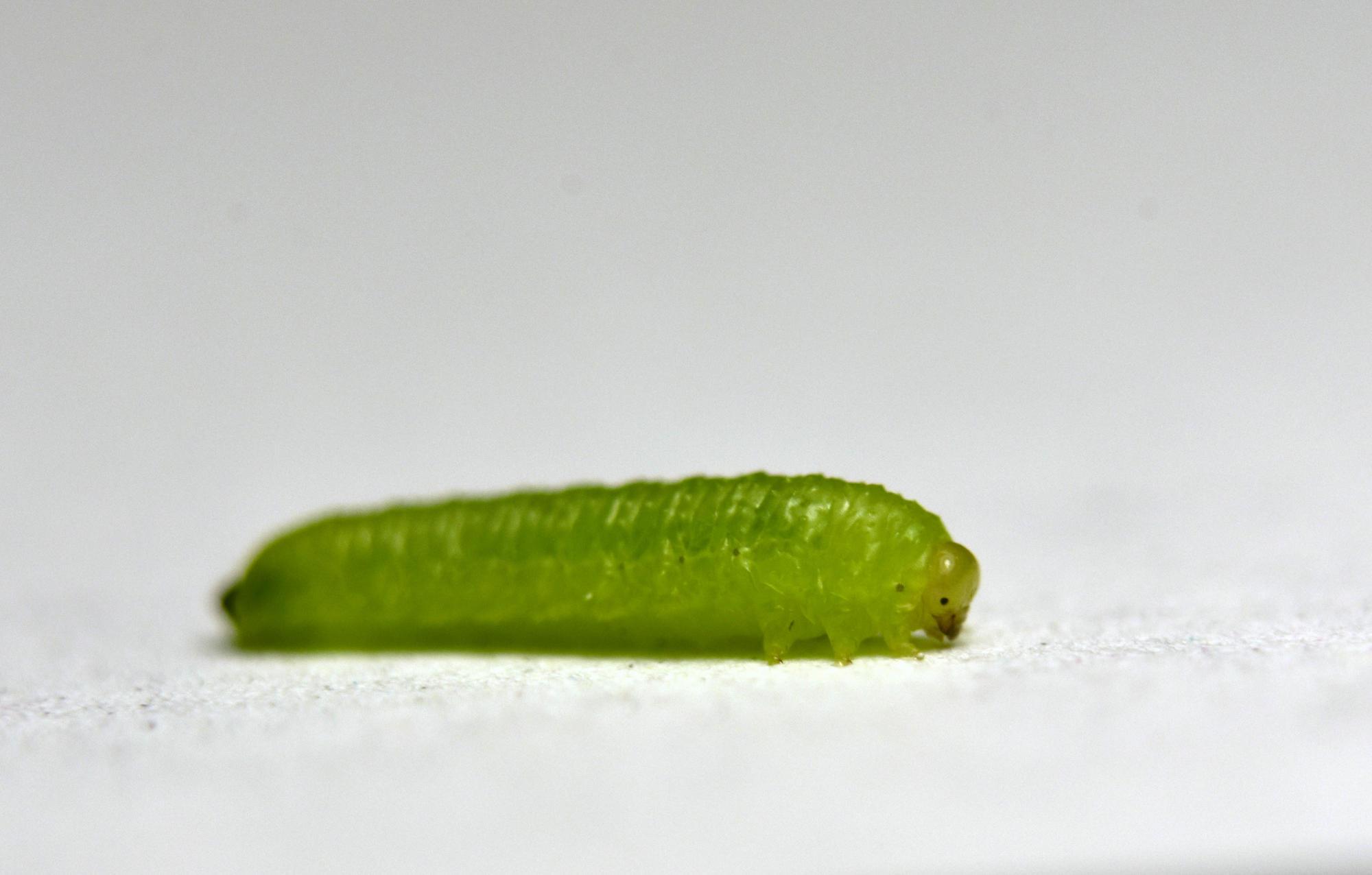 small green oblong-shaped larva on white background. Mandibles visible at bottom right.