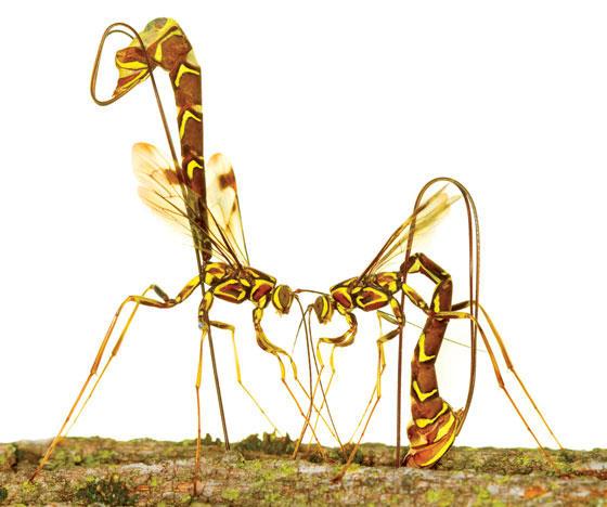 two long skinny wasps with orange and white stripes face off, one with ovipositor held high and one with ovipositor depositing on the surface