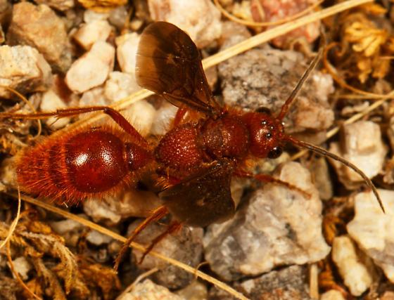 red wasp with thin waist on pebbles