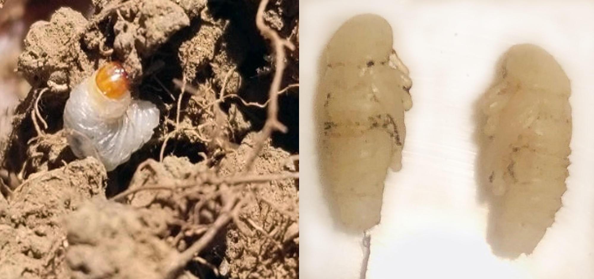 Larvae feeding on roots amid clods of soil (left), and two white pupae (right)