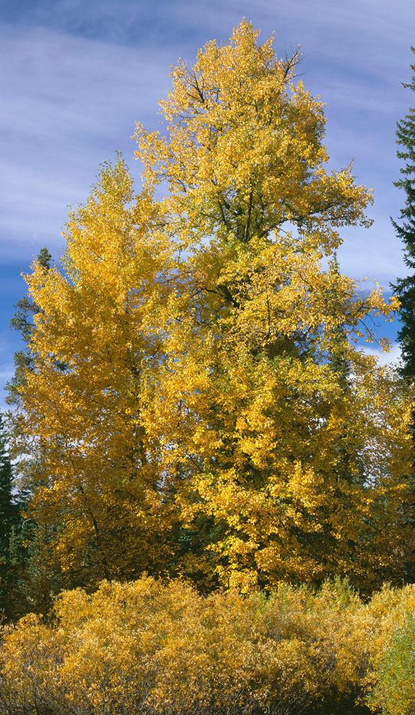 black cottonwood tree showing golden fall color