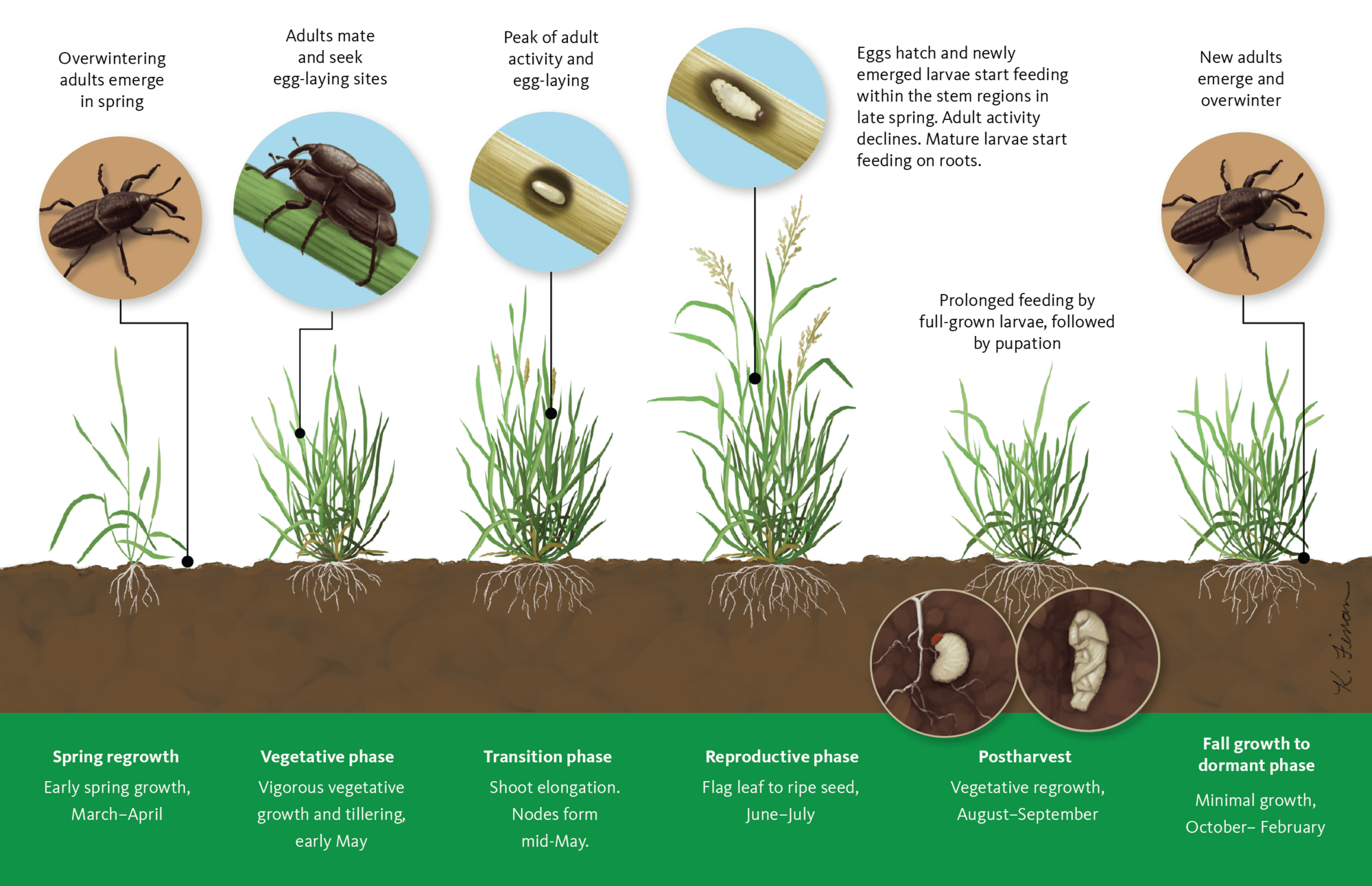 Illustration showing phases of billbug growth from egg to adults along with life cycle of grass