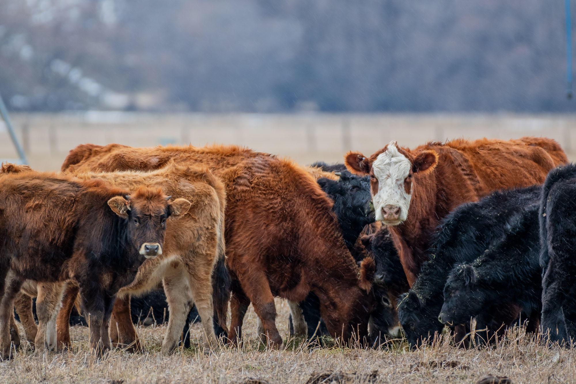 A cattle herd in winter in Union County, Oregon.