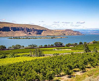 scenic view of Columbia River on sunny day with rows of fruit trees in the foreground