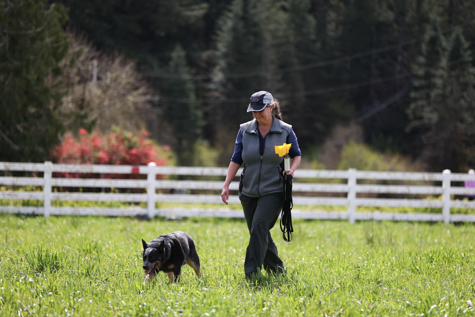 Susie Dunham walks through the pasture with Reacher to detect voles.