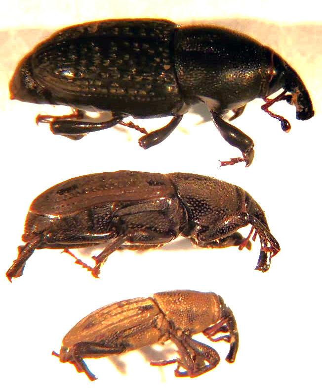 large black billbug, medium brown, small light brown beetles
