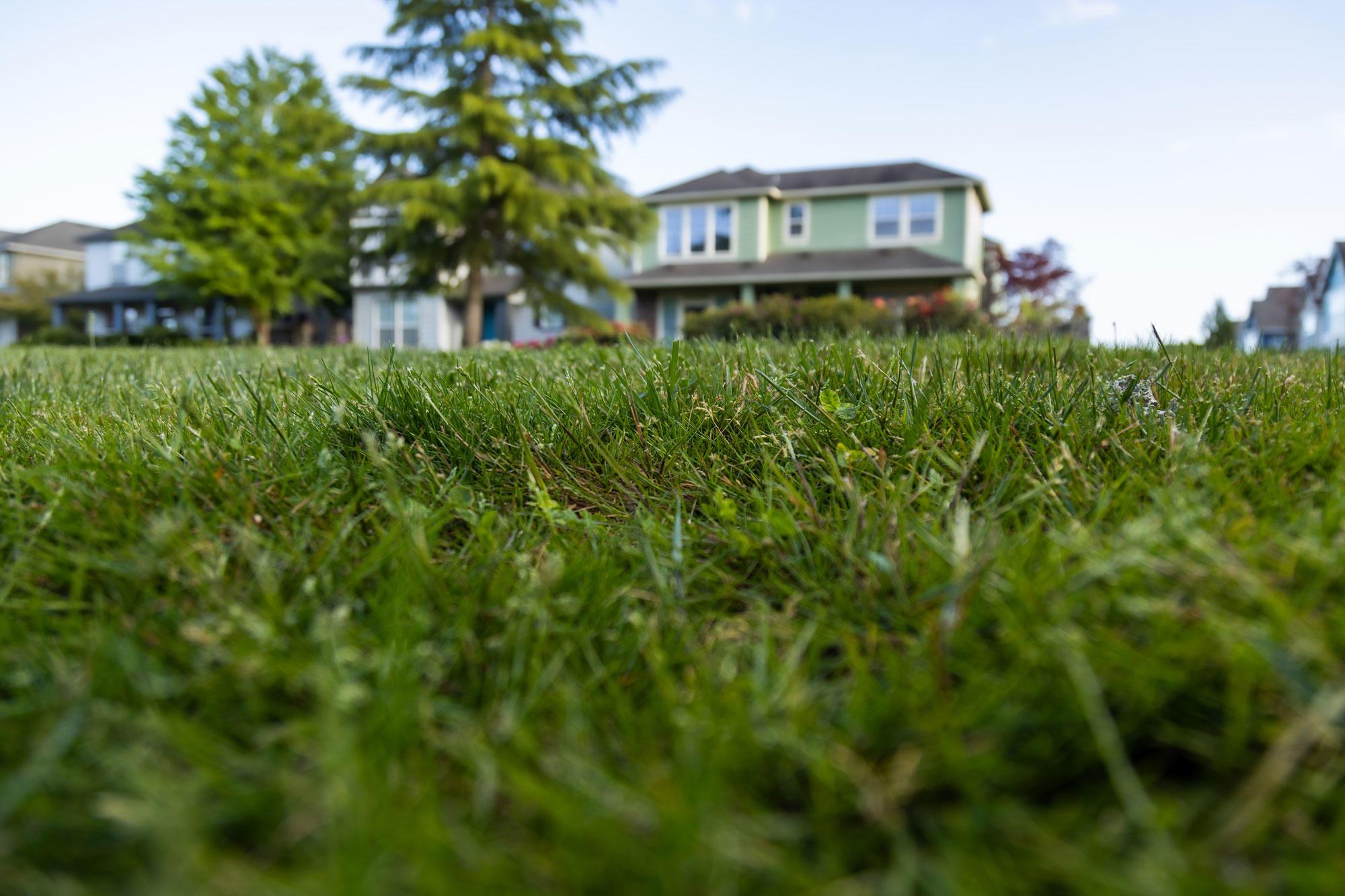 If you let your lawn go dormant in the summer, August is a good time to get your lawn back into shape.