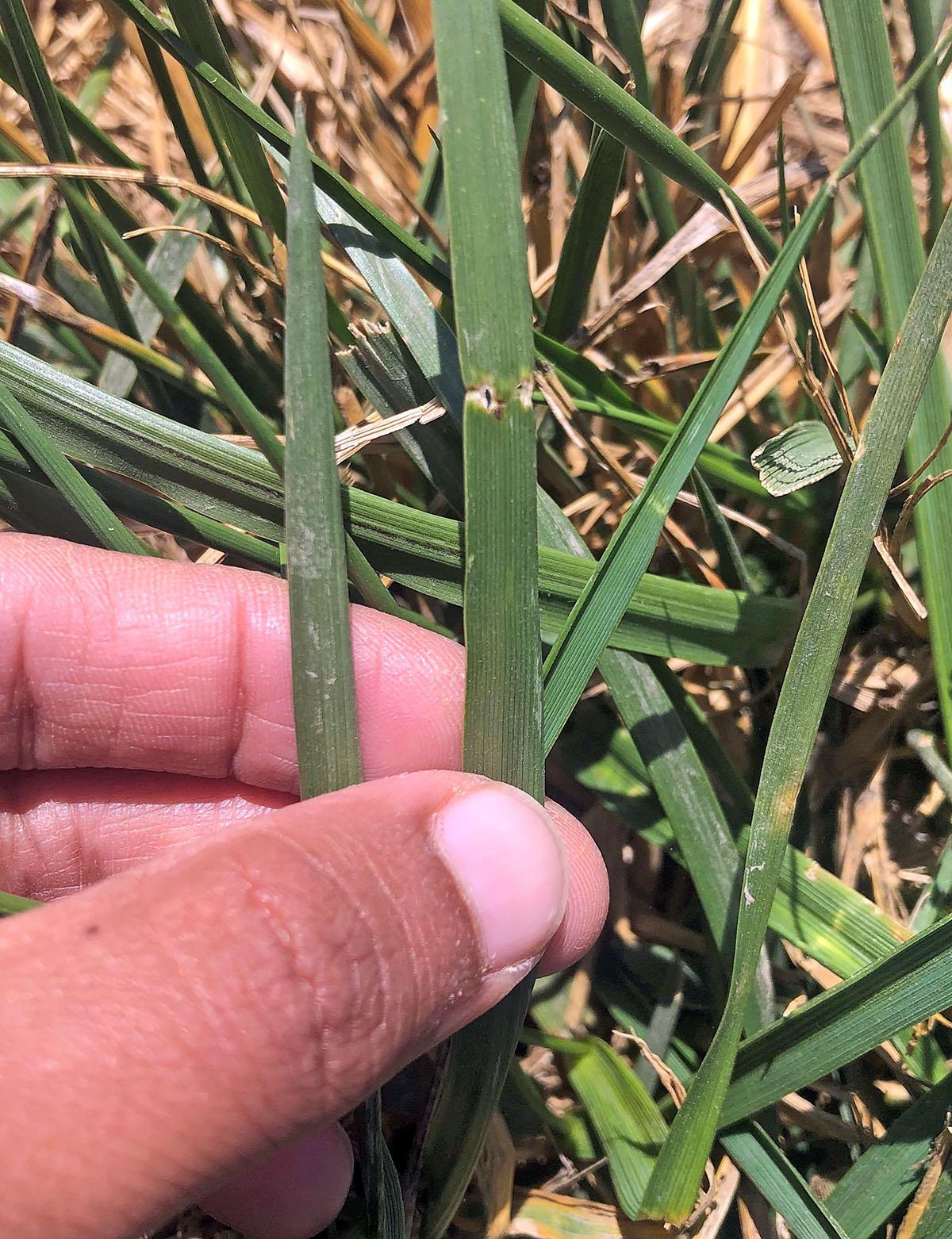 fingers grasp a blade of grass with two mirrored holes