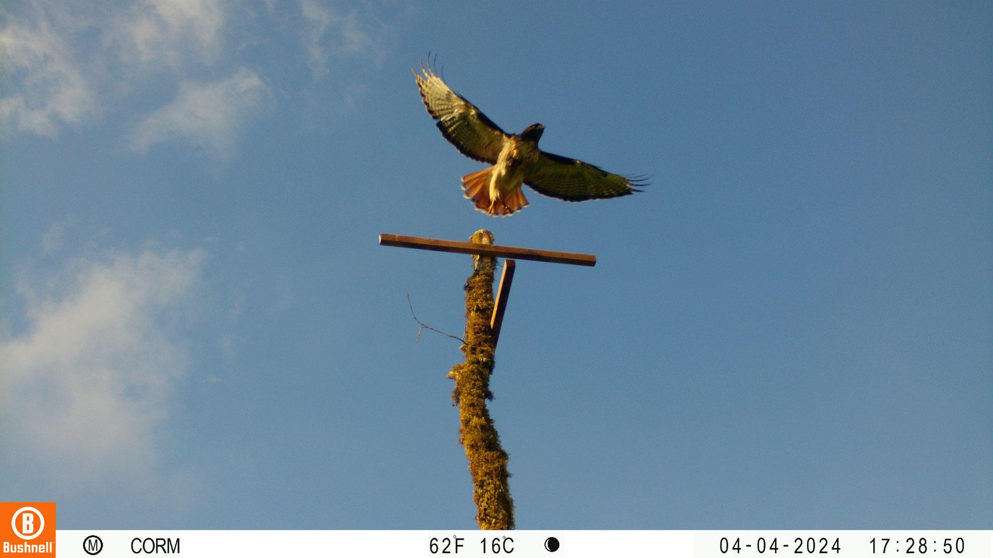 A motion-sensing camera captures an image of a red-tailed hawk alighting on a perch constructed at Double J Jerseys dairy farm.