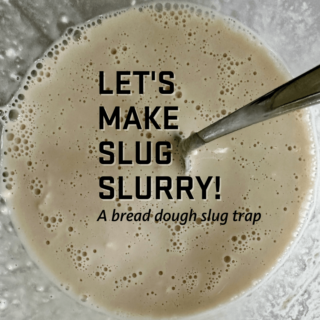 Let's make slug slurry! A bread dough slug trap, spoon in container of foaming beige liquid