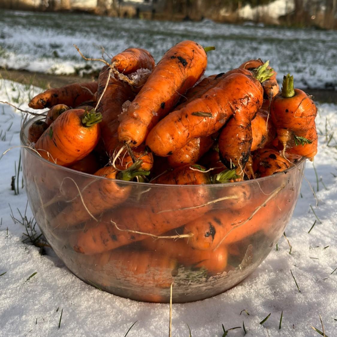 A bowl of freshly harvested orange carrots sitting on snow-covered ground.