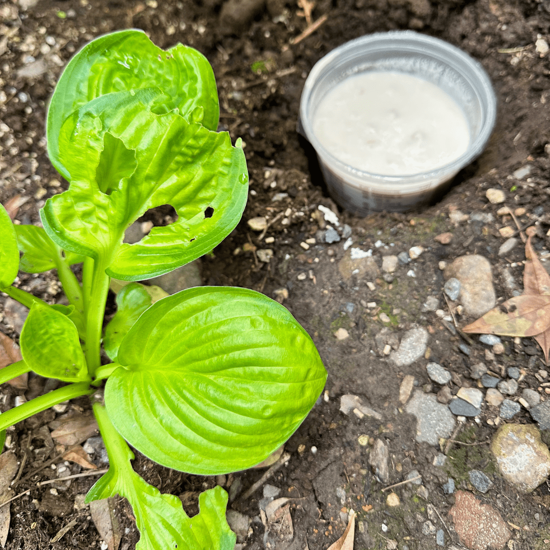 container of beige liquid in soil next to hosta