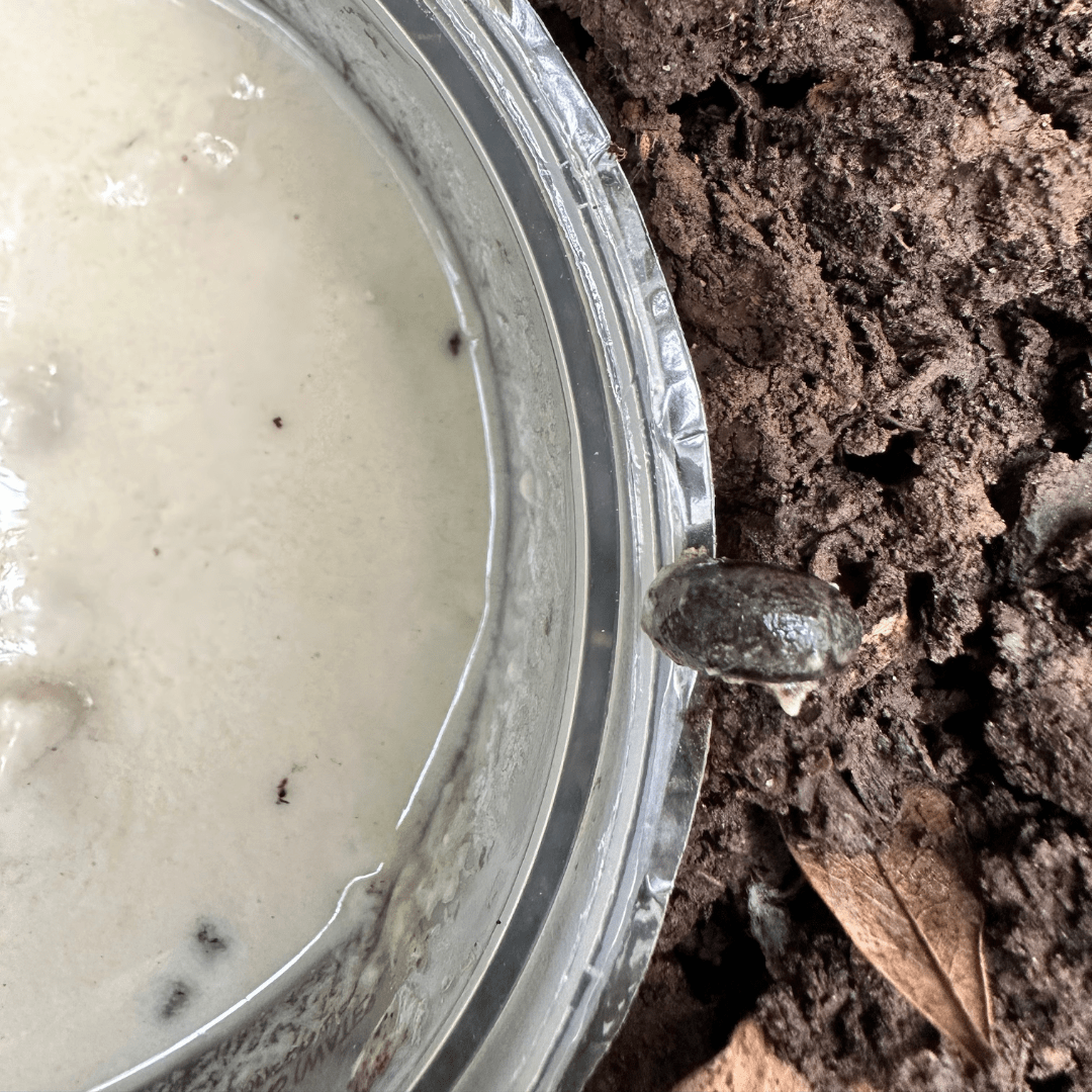 slug on edge of slurry container in soil