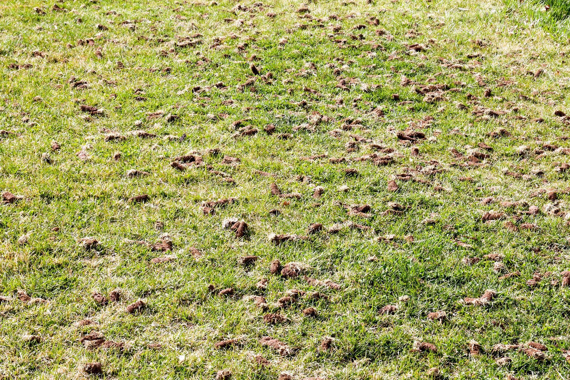 lawn with soil plugs laying from where aerated holes were made