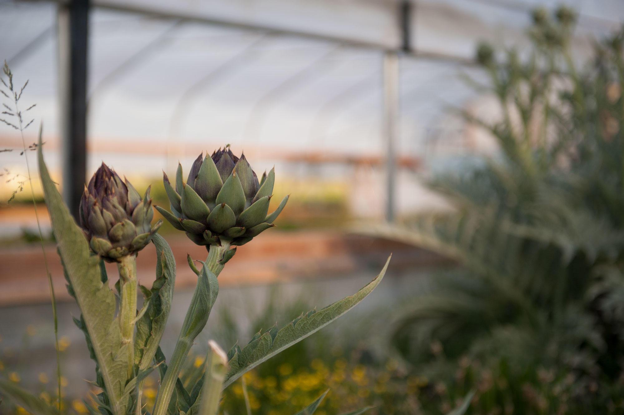 By mid-summer, the artichoke plant should send up flower buds, which are the part of the plant that we eat.