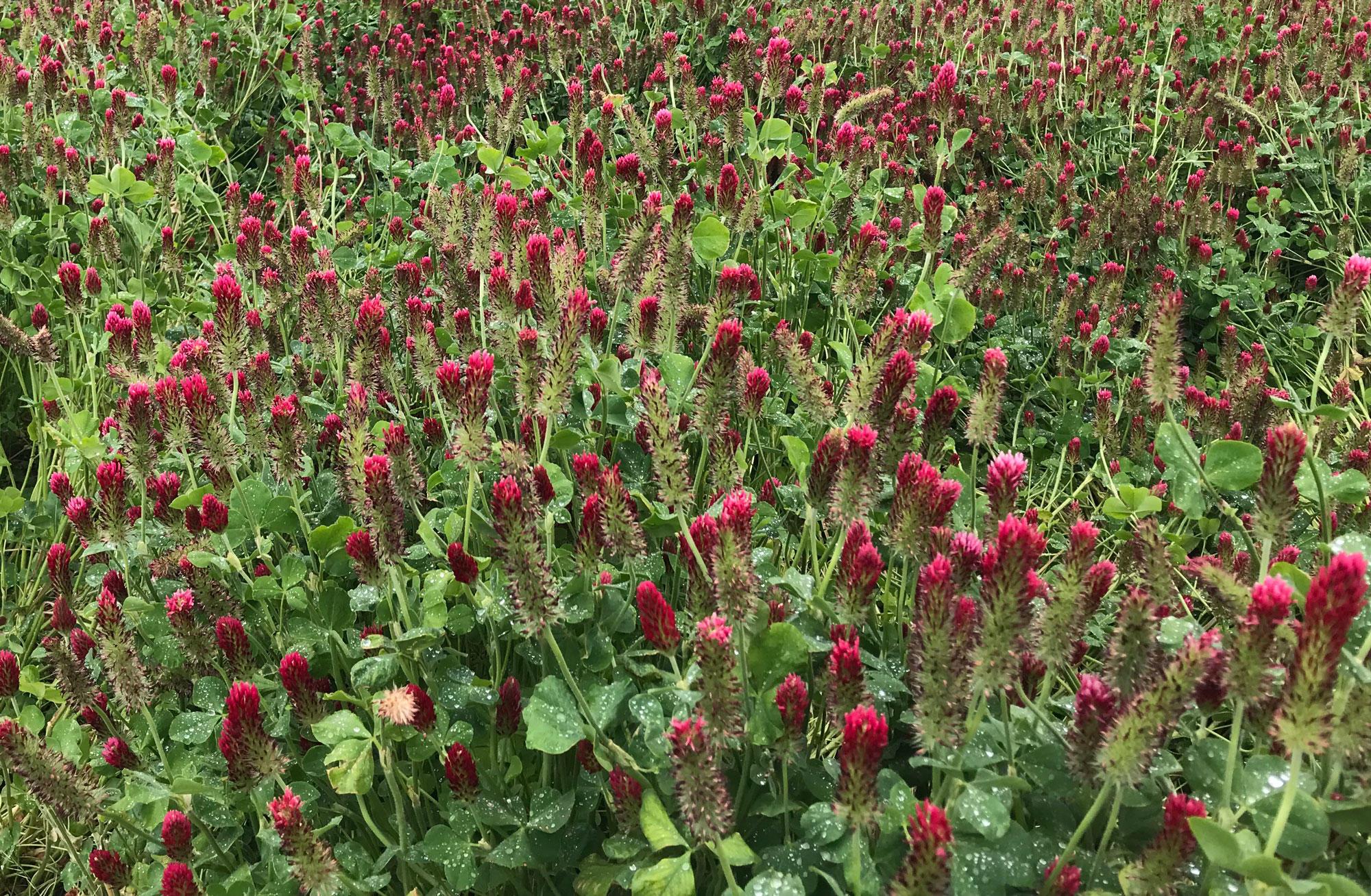 A field of crimson clover