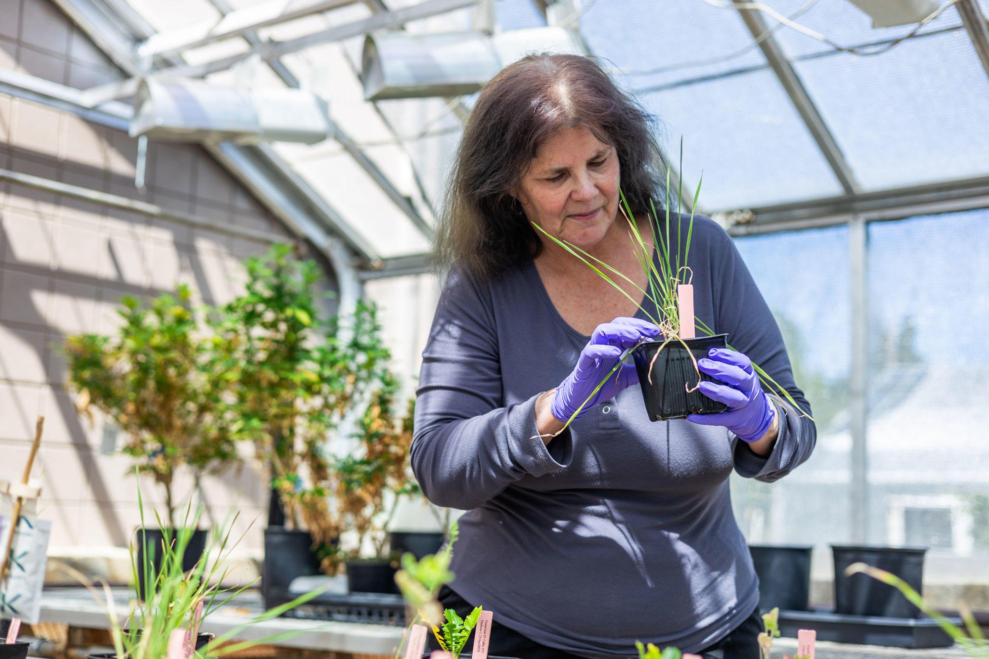 A white woman, Cynthia Ocamb, tilts her head to look at a plant in a container. She's standing among plants in a greenhouse. Light shines in from windows behind her.