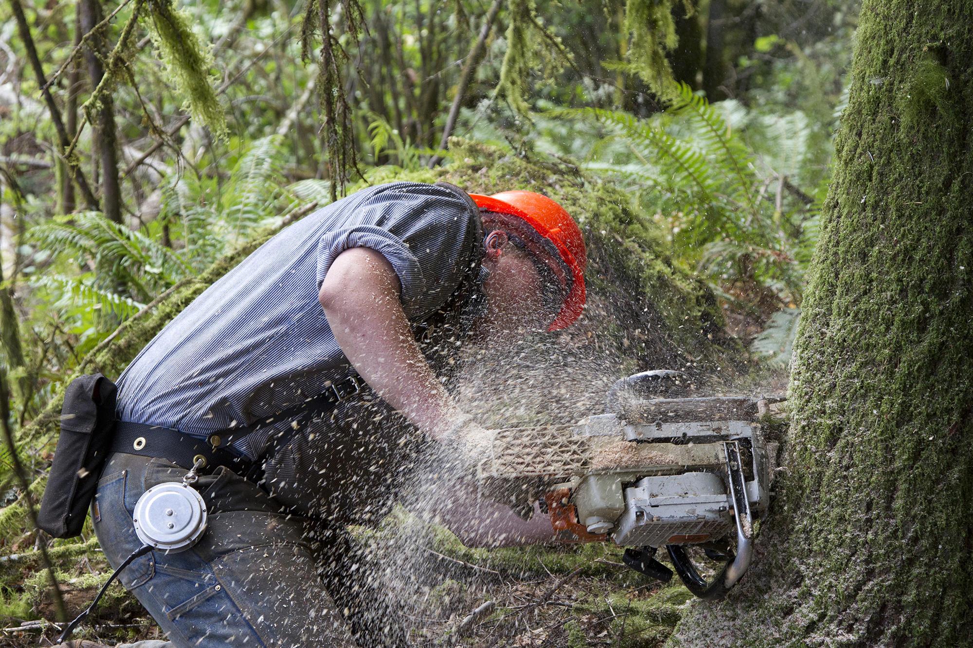 person in hard hat using chainsaw to cut into tree trunk in forest